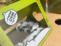 -帕帕拉兹宠物(亚洲旗舰店)