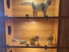 -猫十亿·布偶金渐层·曼基康矮脚猫舍(青年路店)