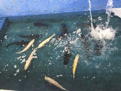 -溪悦渔庄(九龙湖店)