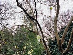 -秋霞圃