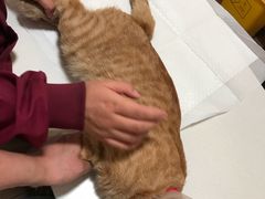 -瑞派·关忠动物医院·异宠专科·犬猫肿瘤·皮肤专科(望京店)