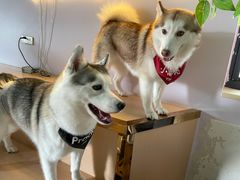 -Husky Go! 哈士奇体验馆·宠物咖啡厅狗咖
