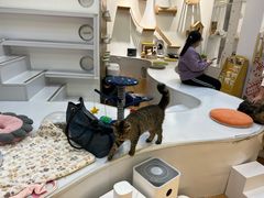 -COLOR PETS 撸猫馆·购猫·猫咖(长风大悦城店)