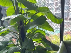 -肴约·花园式餐厅(湖里店)