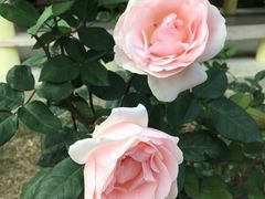 -人民公园(罗湖区)