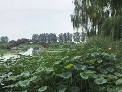 -白洋淀景区