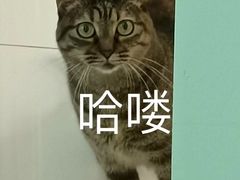 -艾贝尔宠物诊疗