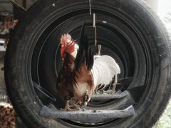 -西双版纳傣族园