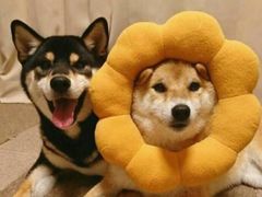 -徐拾记古早味蛋糕(康明市场店)