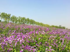 -洨河生态公园