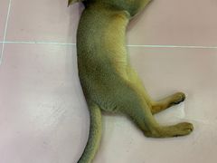 -Bastet sally猫舍购宠(静安店)