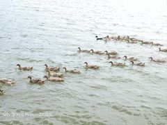 -野鸭湖国家湿地公园