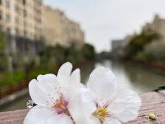-高东镇樱花园