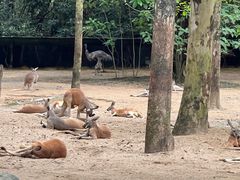 -广州长隆野生动物世界