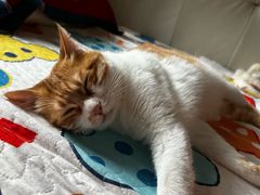 -宠物星动物医院·眼科·异宠·猫科(江南大道总院)