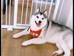 -Husky Go! 哈士奇体验馆·宠物咖啡厅狗咖