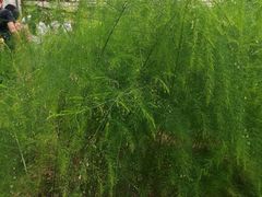 -上海都市菜园