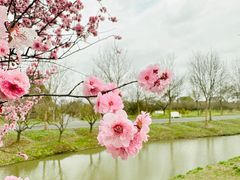 -花开海上生态园