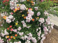 -石家庄市植物园