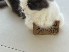 -怪兽屋·羊驼·猫咖·狗咖(俊华广场店)