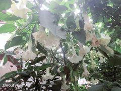 -马帮菜馆·美味野生菌