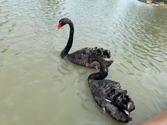 -鹅湖玫瑰文化园