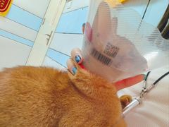 -中农国际动物医院24小时·猫科·骨科·急重症中心