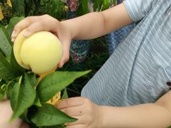 -南汇新场正宗水蜜桃采摘