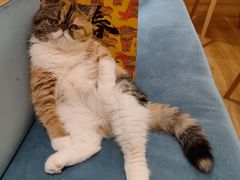 -滚猫咖啡·猫咖·猫友好撸猫(未来城店)