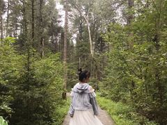 -汤旺河林海奇石景区