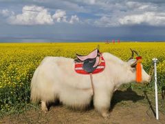 -青海湖国家重点风景名胜区