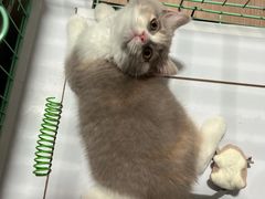 -屋虎猫馆(宝安大仟里店)