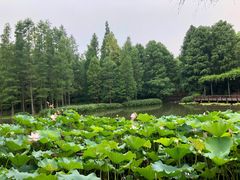 -上海滨江森林公园