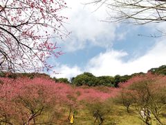 -新建村梅花