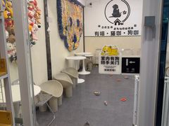 -有喵·猫咖·狗咖·30几只猫10只小狗(岗厦店)