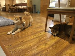 -柴务处·柴犬主题狗咖