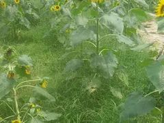 -松山湖梦幻百花洲