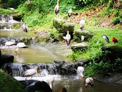 -吉隆坡雀鸟公园