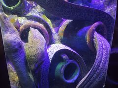 -太平洋海底世界