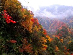 -九龙江国家森林公园