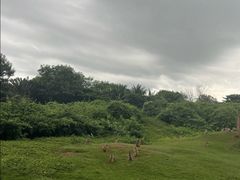 -海南热带野生动植物园
