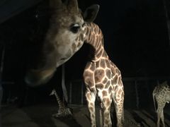 -清迈夜间动物园