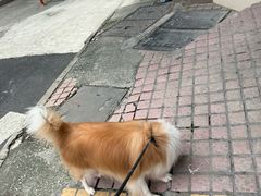 -瑞鹏·疫苗·绝育·宠物医院(广九店)