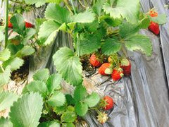 -田趣农庄草莓采摘园