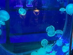 -海合安武汉极地海洋公园