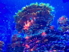 -海合安青岛极地海洋公园