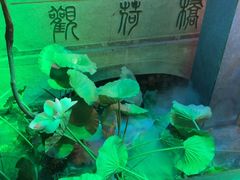 -韵秋荷(宝山龙湖天街店)