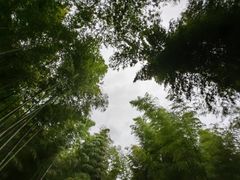 -云栖竹径