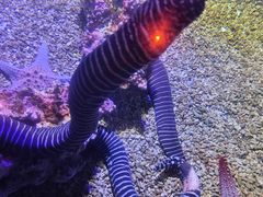-哈尔滨波塞冬海底世界