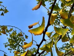 -漕溪路(地铁站)